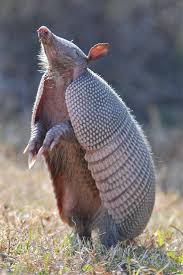 Armadillo In 2020 Interesting Animals Nature Animals Animals