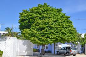 Image result for Manilkara zapota