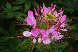 Image result for Cleome houtteana