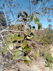 Image result for Ekebergia benguelensis