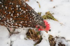 This speckled sussex chicken originated in the county of sussex and is a very old english breed and recognized as a distinct breed in 1914. Speckled Sussex Breed Guide All You Need To Know Chickens And More