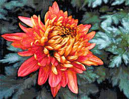 If you've cross stitched before, you likely already know what to look for in a pattern. Chrysanthemum Free Cross Stitch Pattern Cross Stitch Cross Stitch Flowers Cross Stitch Patterns Free