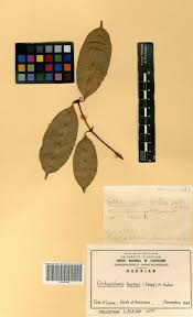 Image result for Orthopichonia barteri