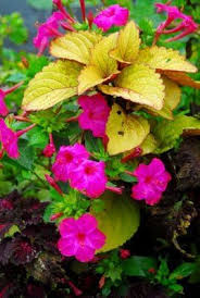 Pin On 4 O Clock Flowers
