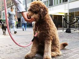 Which discounts can i get? The Top 10 Pet Insurance Options For 2019 Thestreet