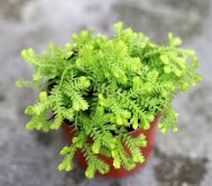 Jika ukurannya dirasa kurang besar, tidak ada salahnya mengambil sedikit ruang dari teras untuk menempatkan beberapa pot tanaman. Jenis Tanaman Hias Untuk Taman Kecil Di Rumah Interiordesign Id