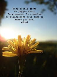 Afbeeldingsresultaat Voor Watch For All The Beauty Rumi Rumi Love Quotes Rumi Quotes Rumi