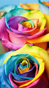 1024 x 768 jpeg 303 кб. Different Color Flowers Rainbow Roses Rainbow Flowers Flower Wallpaper