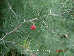 Image result for Asparagus minutiflorus