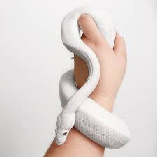 Pin By El Runa On Slithery Noodles Ball Python Pet Cute Snake Pet Snake