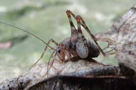 But they mainly rely on their thick fur to guard against both cold and warm temperatures. Column Aaron Horrell Harmless Cave Cricket 8 28 11 Southeast Missourian Newspaper Cape Girardeau Mo