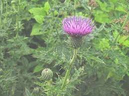 アザミ サワアザミ ノアザミ ハッポウアザミ 高山植物図鑑 登山道の花