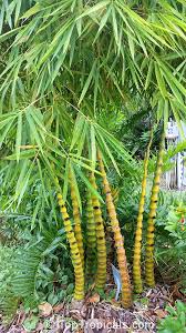 Image result for Bambusa vulgaris