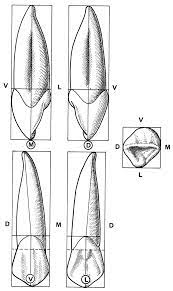 Клык верхней челюсти анатомия