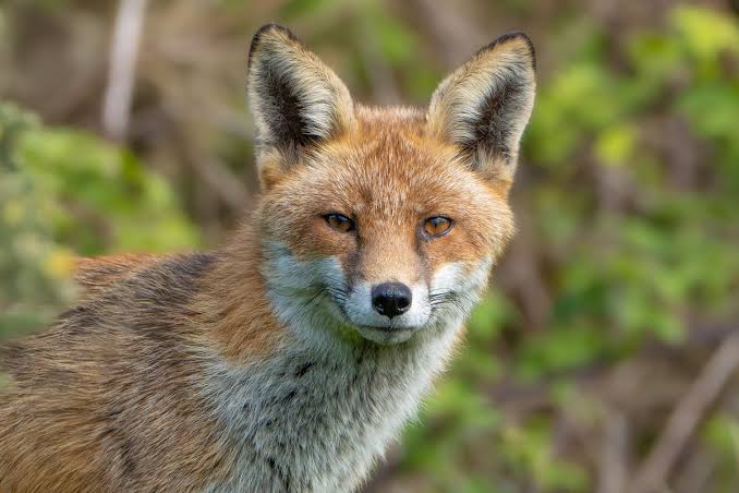 Somerset 'third worst county' for fox hunting, say campaigners | Somerset Live