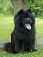 Black Chow Puppies for Sale - DogsNow