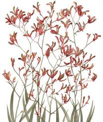 Red Flame Kangaroo Paw Greeting Card Kangaroo Paw Paw Art Paw Drawing