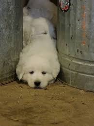 Browse thru maremma sheepdog puppies for sale in usa area listings on puppyfinder.com to find your perfect puppy. Buy Maremma Puppies Old Crowe Farm