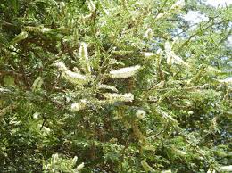 Image result for Acacia pilispina