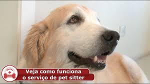 Massima esperienza per gli animali da compagnia a como. Veja Como Funciona O Servico De Pet Sitter Youtube