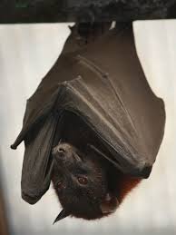 They are often called flying foxes. the name comes from the face of fruit bats, which. Fruit Bat Bat Facts And Information