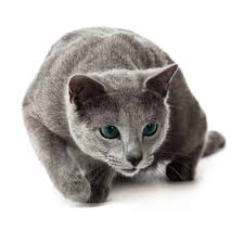 Try our cat name generator. 320 Best Russian Cat Names