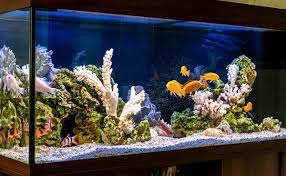 Ikan ini merupakan ikan konsumsi yang memiliki implikasi adat dan status sosial bagi orang batak. Cara Budidaya Ikan Koi Di Aquarium Yang Baik Dan Terbukti Menghasilkan