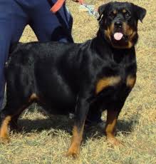 We did not find results for: Colorful Pictures Of Rotties Rottweiler Price In India Rottweiler Puppy For Sale In Rottweiler Puppies For Sale Rottweiler Puppies German Rottweiler Puppies
