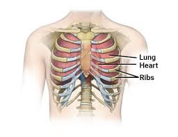 The lungs are organs that allow you to breathe and are located in the thoracic cavity on either side of the heart and near the. Learn Functions Of The Human Skeleton In 3 Minutes