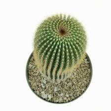 Image result for Neobolusia