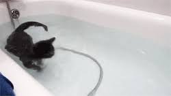Various funny characters taking bath, funny fish, dog, penguin, walrus, cat, mermaid washing and relaxing in bathtub. Gif Just A Black Cat Taking A Swim In A Tub Animal Gifs Gifs Funny Animals Funny Gifs