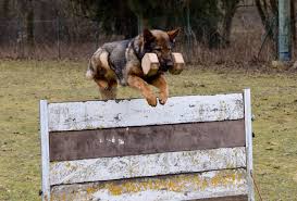 German shepherd breeders, puppies for sale, german shepherd dog dogs for adoption and german shepherd dog breeders. Schonheit German Shepherds Schonheit