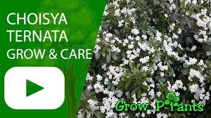 The choisya ternate, also referred to as mexican orange blossom or mexican mock orange, is a flowering, evergreen shrub native to mexico and the southwest usa. Choisya Ternata How To Grow Care