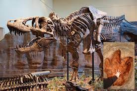 Finding Fossils | Ask An Anthropologist