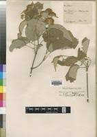 Image result for Caucanthus auriculatus