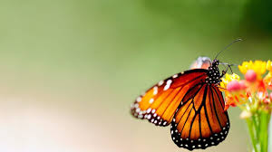 Pngkit selects 1663 hd butterfly png images for free download. Real Butterflies Wallpapers Wallpaper Cave