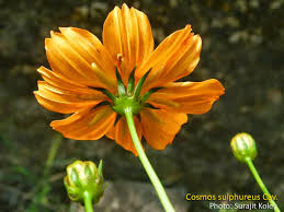 Image result for Platostoma coeruleum