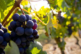 Pour votre confort, vous pouvez en cliquant sur le nom de la ville, vous pouvez voir l'heure en temps réel, le fuseau horaire vs. Fiche Technique De La Culture De La Vigne Au Maroc