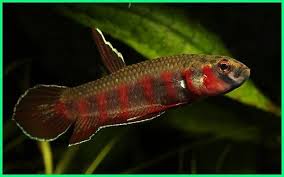 Ikan Cupang Paling Langka Di Dunia Warna Ikan Cupang Yang Paling Langka Ikan Cupang Warna Langka Gambar Ikan Cupang Yang Langka Betta Ikan Cupang Ikan