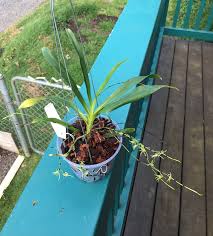 Image result for Angraecum calceolus