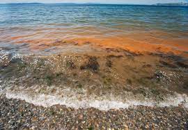 Red tide has now been in the area for more than a month, and experts tell us, they don't know when it's going to let up. What Is Red Tide