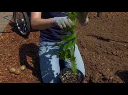 Build trellises before or soon after planting to accommodate the rapid growth of plants. 15 Kiwi Fruit Trellis Planting Ideas Kiwi Fruit Kiwi Trellis