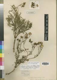 Image result for Bidens elliotii