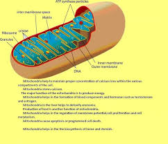 Function Mitochondria Tutorvista Com Mitochondria Eukaryotic Cell The Cell