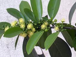 Image result for Suregada