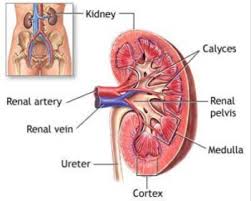 Evaluation of emergency department patients with suspected renal colic. Chronic Renal Failure Treatment Services In Vivek Khand Lucknow Sai Kripa Homoeopathic Clinic Id 9015930297