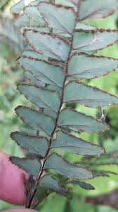 Image result for Adiantum