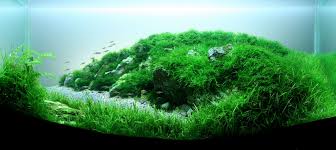 This aquascape was a turning point in my life. Iwagumi Aquascaping Wiki Aquasabi