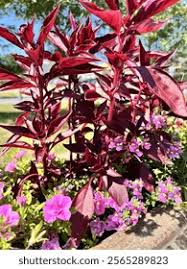 Image result for Iresine lindenii