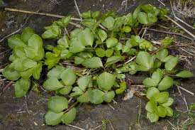 Image result for Afroligusticum